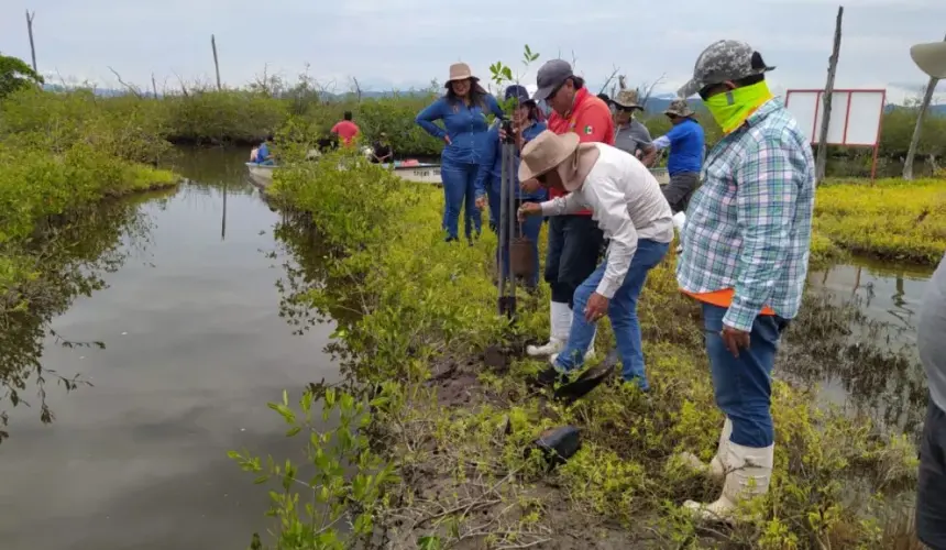 Amortiguan los huracanes, funcionan como un dique contra las inundaciones, son un refugio para seres vivos y regulan un poco la temperatura del lugar, son algunos de los beneficios de los manglares.