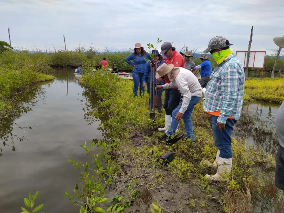 Amortiguan los huracanes, funcionan como un dique contra las inundaciones, son un refugio para seres vivos y regulan un poco la temperatura del lugar, son algunos de los beneficios de los manglares.