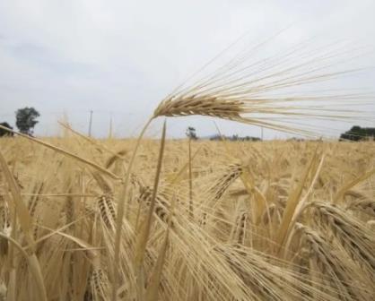 Destinan 50 mdp en apoyo a productores de trigo de Guanajuato