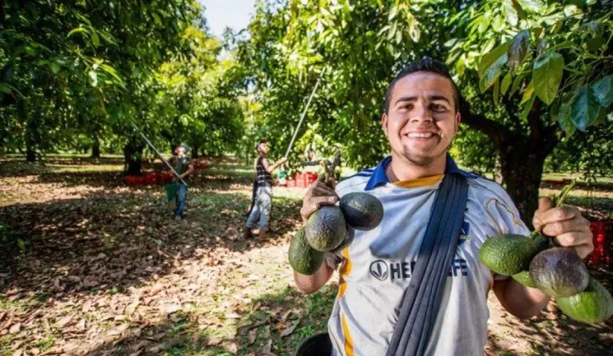 La Secretaría de Agricultura y Desarrollo Rural resaltó que México es el principal productor mundial de aguacate. Foto: Cortesía