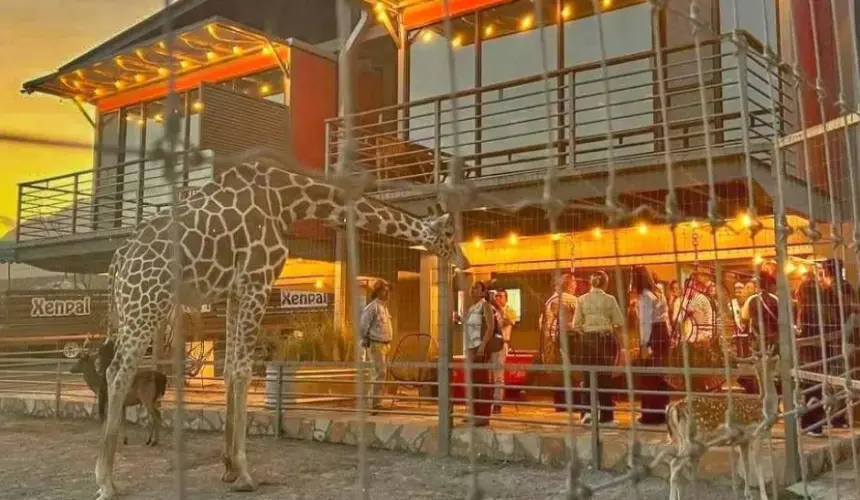 Checa el precio por noche en el hotel Xhan con jirafas, en Linares, Nuevo León. Foto: Cortesía