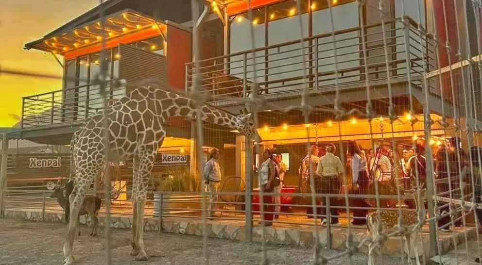 Checa el precio por noche en el hotel Xhan con jirafas, en Linares, Nuevo León. Foto: Cortesía