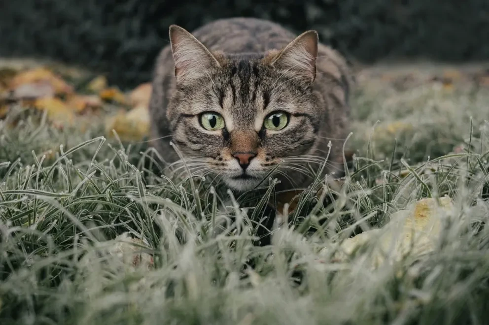 Día Internacional del Gato: ¿por qué se celebra 3 veces al año?