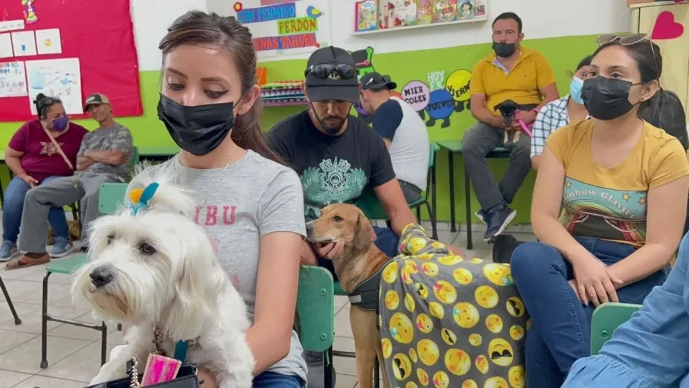 Requisitos para esterilizar gratis a las mascotas en Mazatlán. Foto: Cortesía
