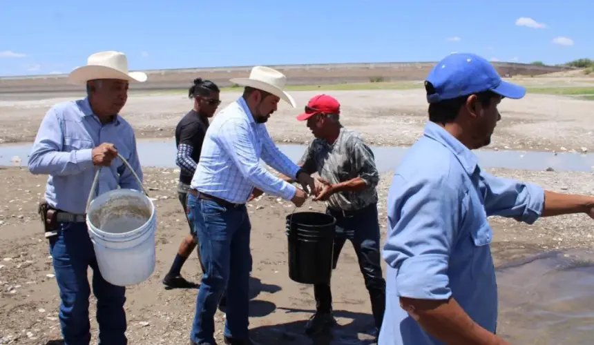 Esta semana arrancó la siembra de más de 800 mil alevines (pececillos) de tilapia en el estado de Chihuahua. Foto: Cortesía