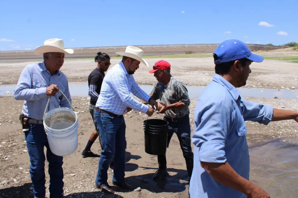 Esta semana arrancó la siembra de más de 800 mil alevines (pececillos) de tilapia en el estado de Chihuahua. Foto: Cortesía