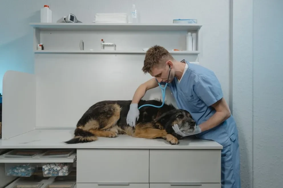 Este jueves 17 de agosto se celebra en México, el Día del Veterinario. Foto: Pexels