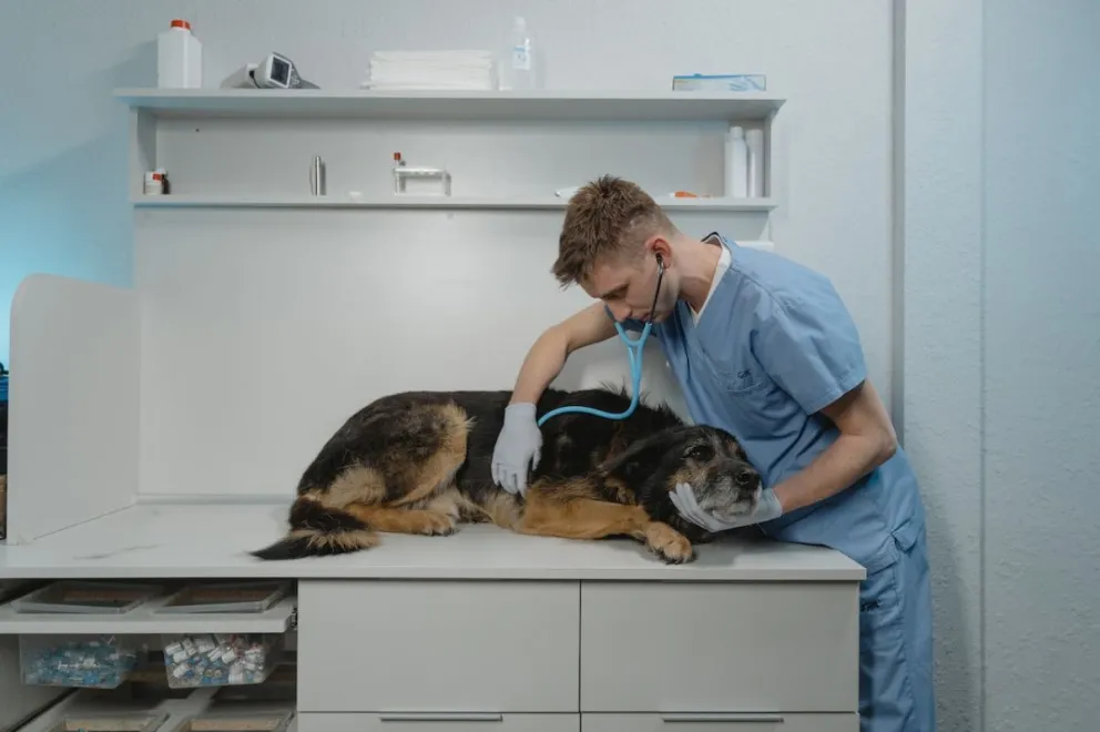 Este jueves 17 de agosto se celebra en México, el Día del Veterinario. Foto: Pexels