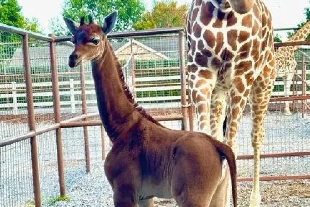 En Estados Unidos nace una jirafa un poco peculiar ¡No Tiene Manchas!.