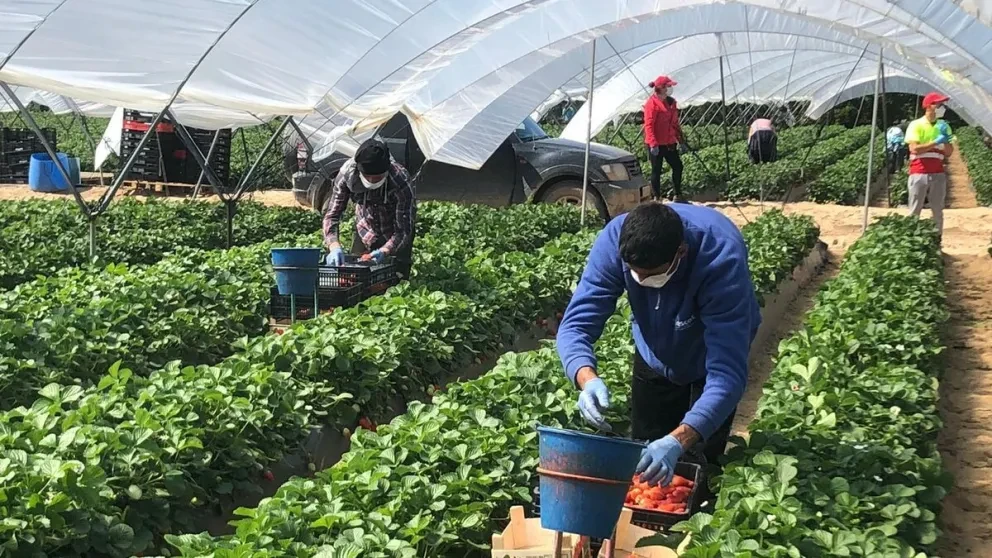 Las exportaciones agroalimentarias sumaron 27 mil 511 millones de dólares durante el primer semestre del 2023 en México. Foto: Cortesía