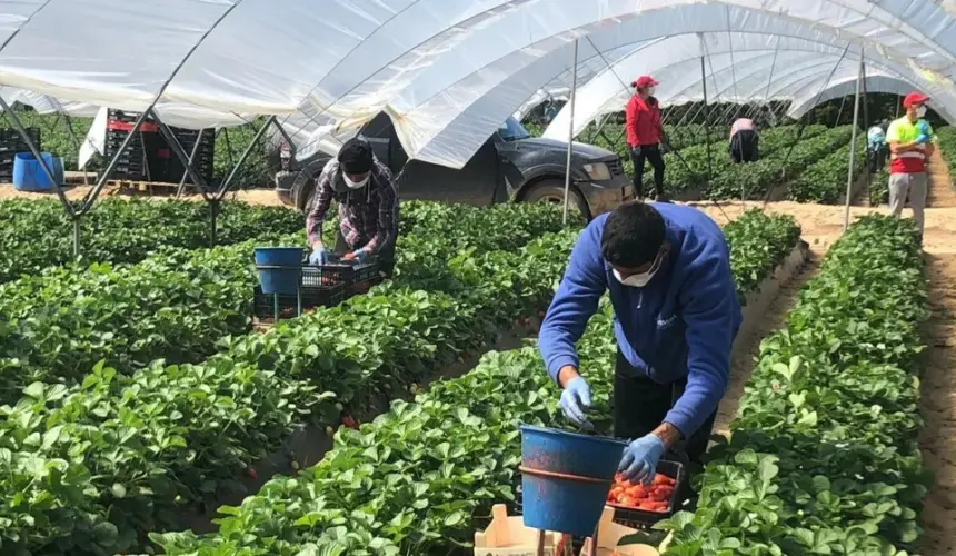 Las exportaciones agroalimentarias sumaron 27 mil 511 millones de dólares durante el primer semestre del 2023 en México. Foto: Cortesía