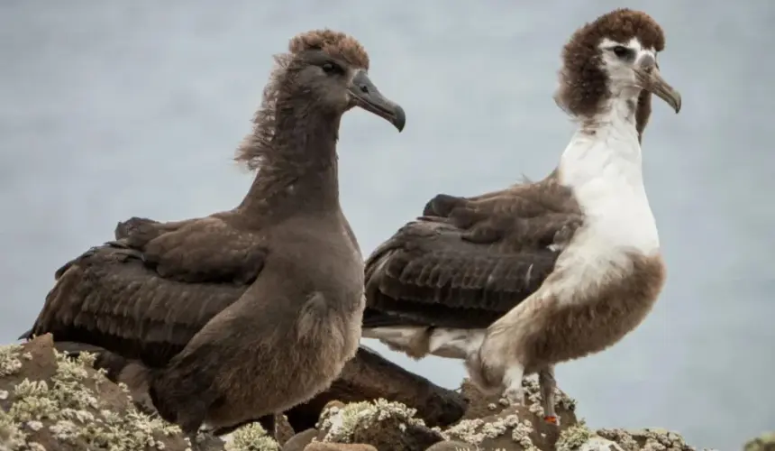 Se incrementa la reproducción de albatros patas negras, en la Reserva de la Biosfera Isla Guadalupe, en México. Foto: Conservación de Islas