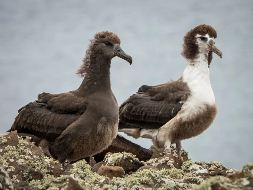 Se incrementa la reproducción de albatros patas negras, en la Reserva de la Biosfera Isla Guadalupe, en México. Foto: Conservación de Islas