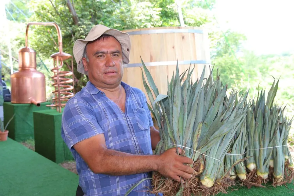 Entregan plantas de agave a productores de mezcal en Puebla. Foto: Cortesía