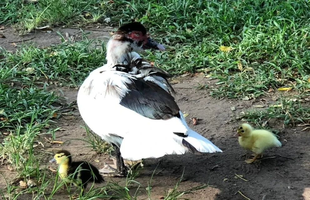 Mamá pata pasea con sus crías en el lago encantado del Parque Culiacán.