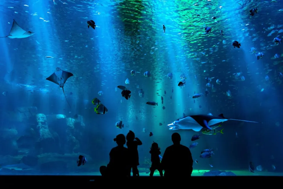 La ciudad de México se prepara para el gran debut del acuario Tepeyac ¿Cuándo abrirá sus puertas?. Foto temática.  Tim B Motivv 