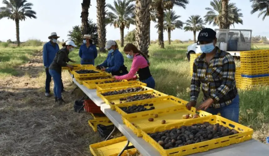 México se coloca como uno de los principales productores de dátil medjool. Foto; Cortesía