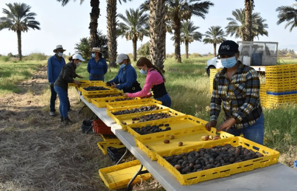 México se coloca como uno de los principales productores de dátil medjool. Foto; Cortesía