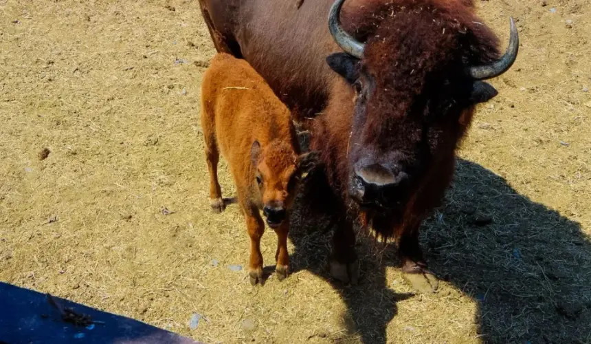 Nace bisonte hembra en Zoológico La Pastora. Foto: Cortesía