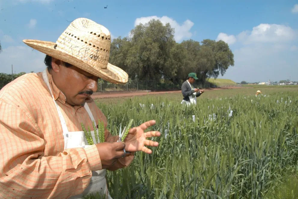 Buscan mejorar la producción México y Pakistan. Foto: Cortesía