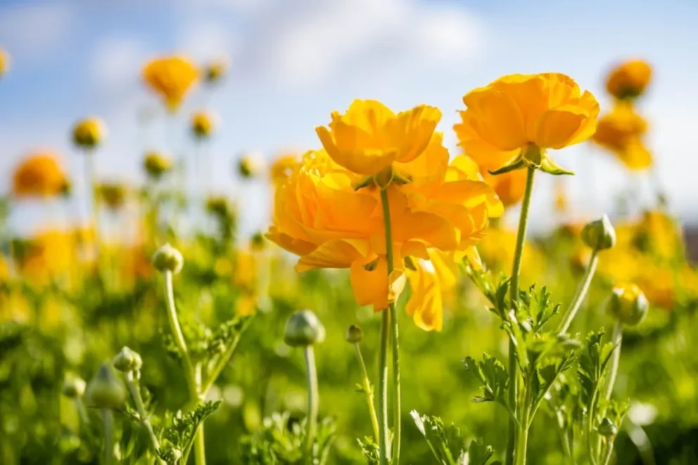 La historia detrás de las flores amarillas del 21 de septiembre.