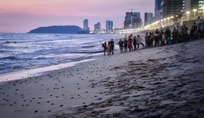 En Mazatlán cientos de niños y niñas participan en la liberación de tortugas