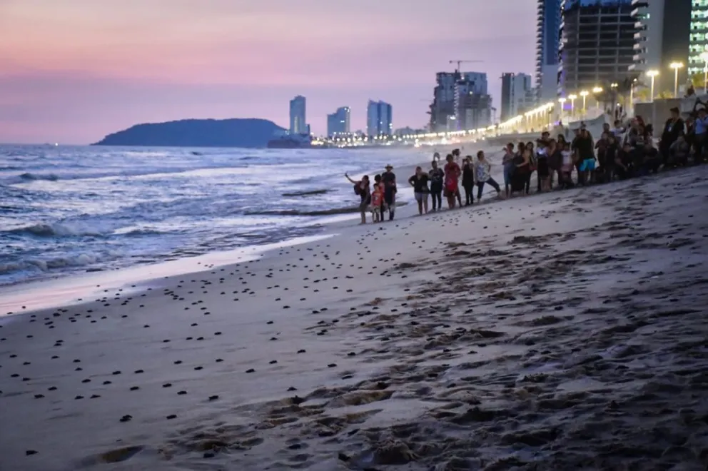 En Mazatlán cientos de niños y niñas participan en la liberación de tortugas