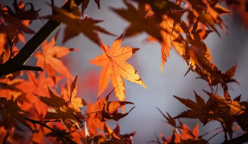 Durante el otoño las noches son más frescas y las hojas se desprenden de los árboles. Foto: PxHere