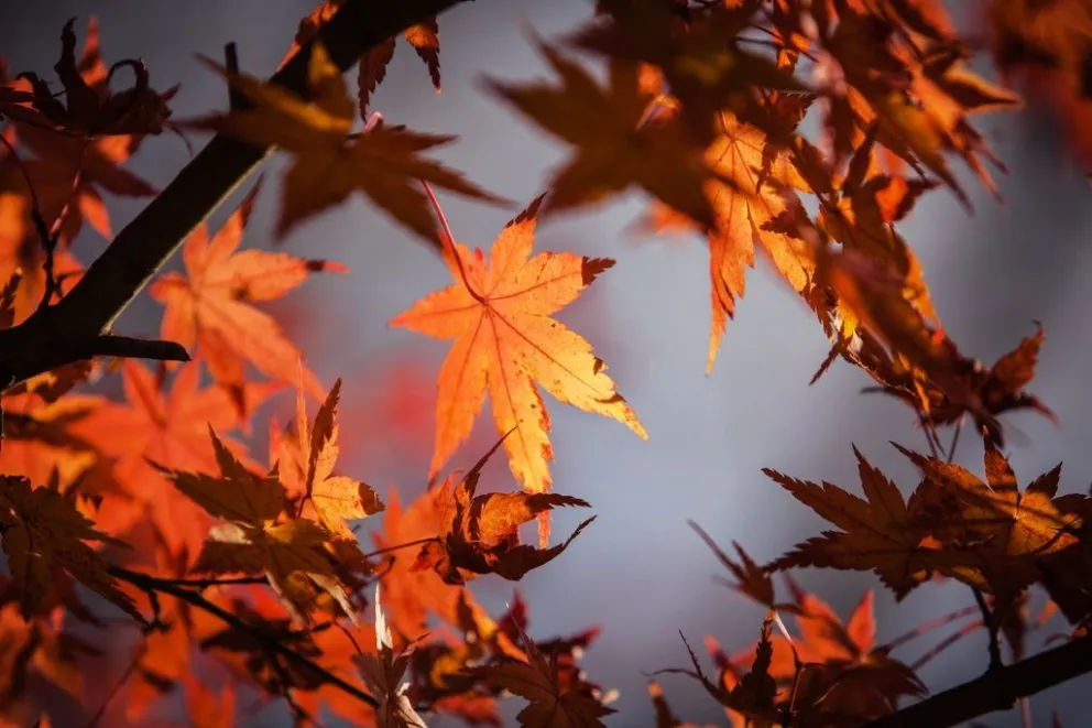 Durante el otoño las noches son más frescas y las hojas se desprenden de los árboles. Foto: PxHere