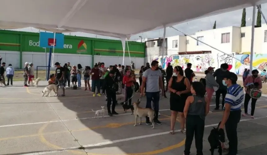 Vacunación Antirrábica Canina y Felina 2023 en Querétaro. Foto: Cortesía