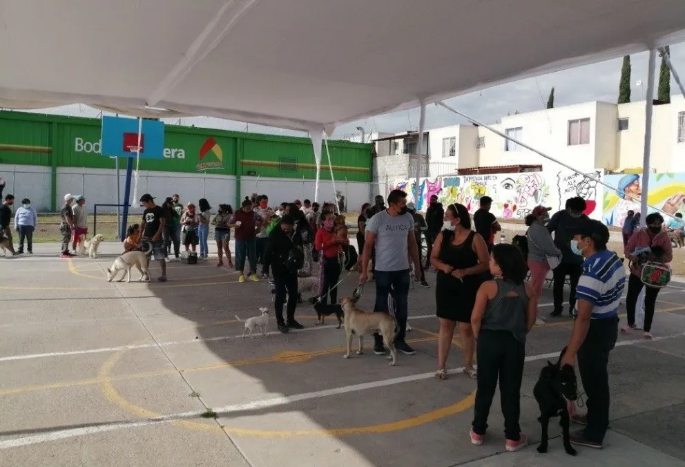 Vacunación Antirrábica Canina y Felina 2023 en Querétaro. Foto: Cortesía