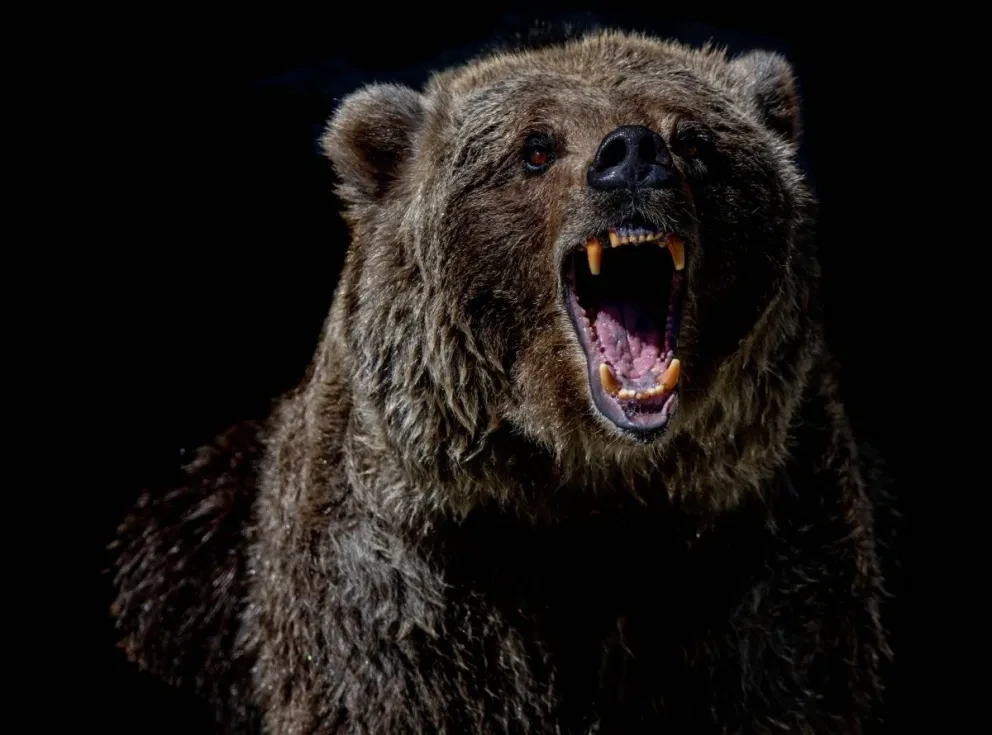 Qué significa soñar con un oso. Foto: mana5280