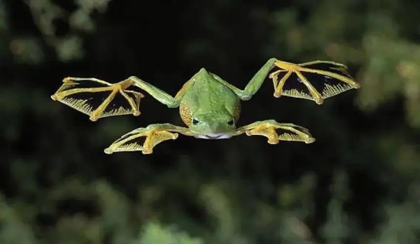 Conoce las 7 Criaturas Voladoras que no son Aves. Rana Voladora.