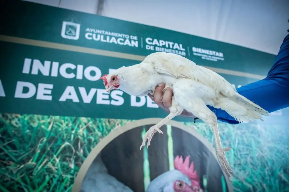En San Lorenzo arranca el programa Cría de Aves de Traspatio 2023.