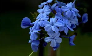 ¿Qué se celebra el 3 de octubre y por qué se regalan flores azules?