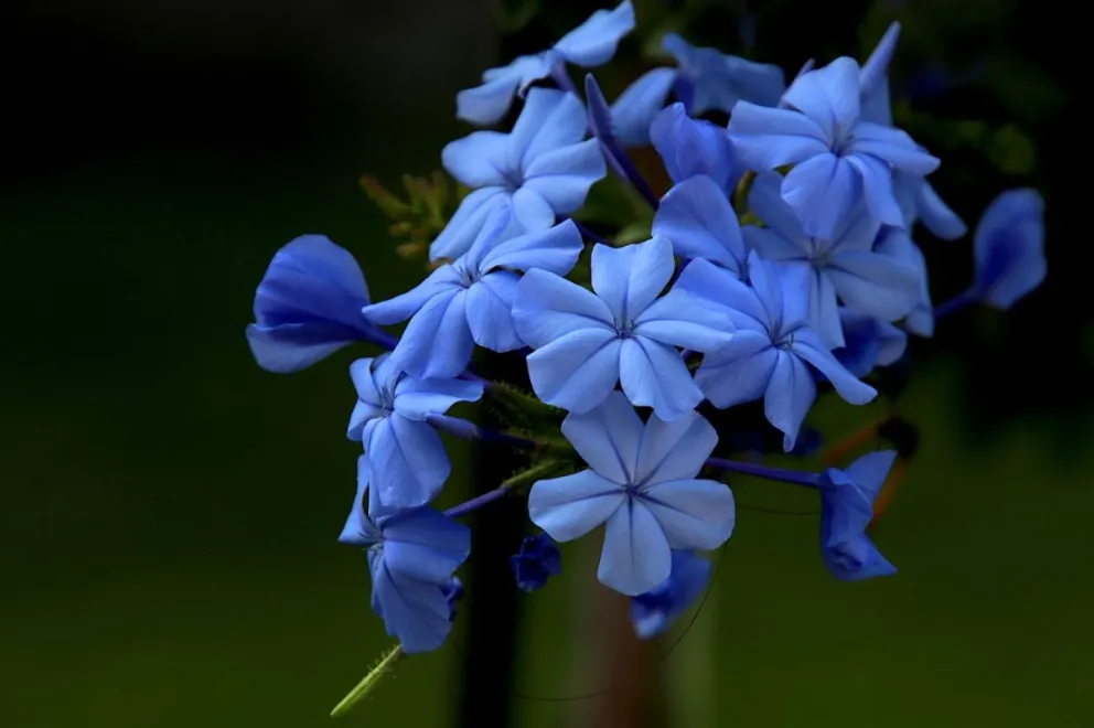 ¿Qué se celebra el 3 de octubre y por qué se regalan flores azules?