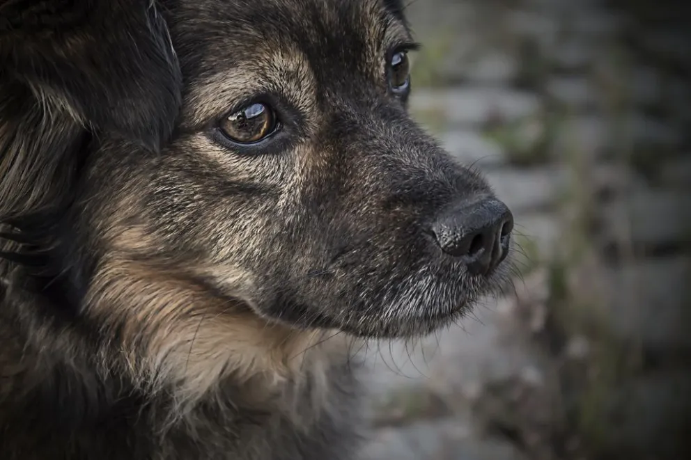 Nuevo León invita a adoptar mascotas en Macro Pet 2023: ¿cuándo y dónde será?