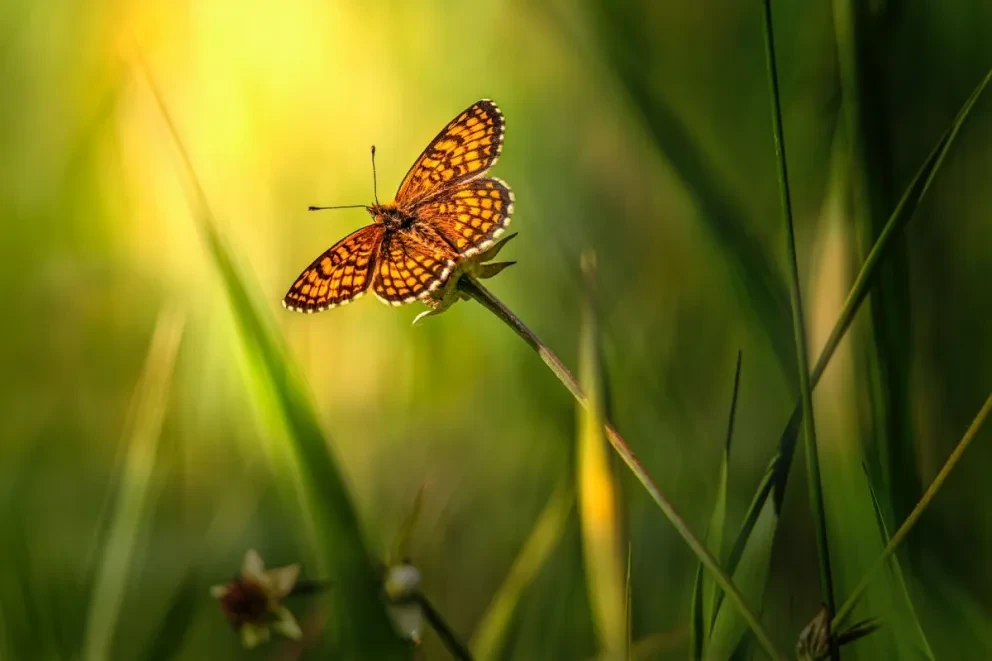 México es el quinto país más diverso en flora y fauna. Foto: Erik Karits