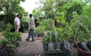 Más de 2 mil plantas embellecerán el municipio de Escuinapa