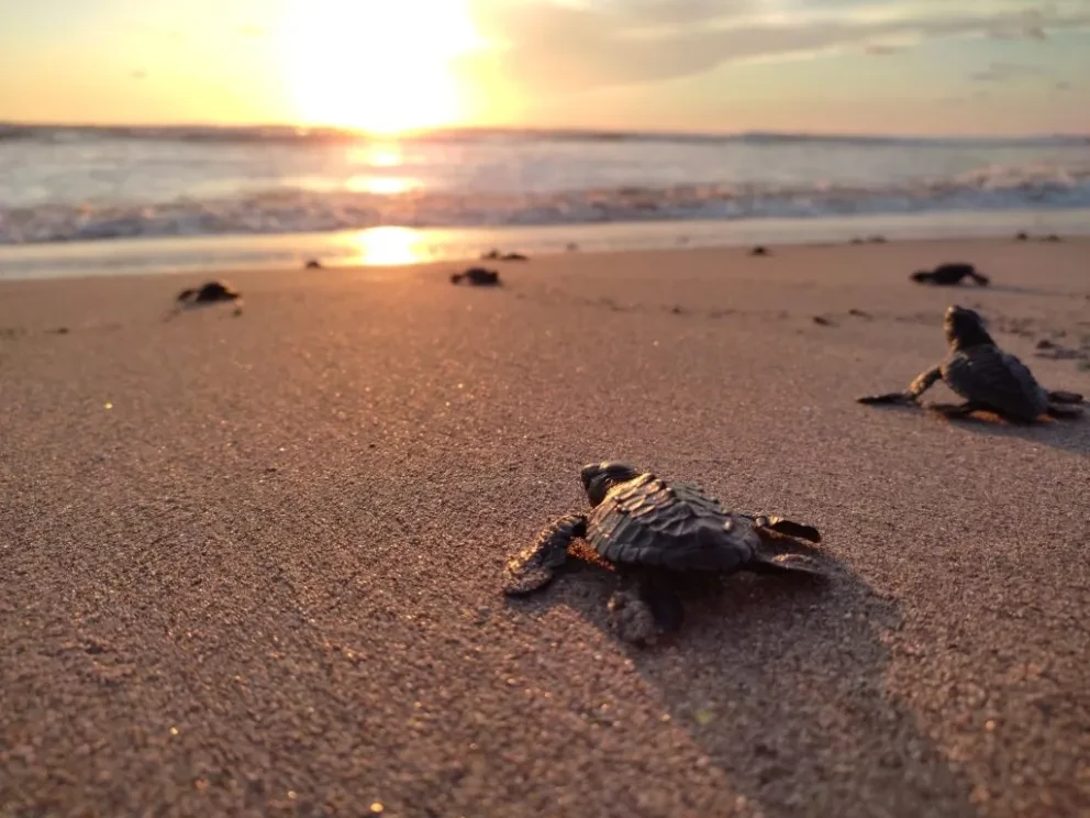 Playa Ceuta es uno de los refugios naturales más importantes del noroeste de México debido a la flora y fauna que conserva. Foto: Conanp