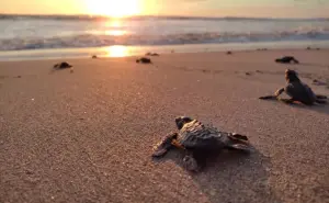 Playa Ceuta: esperanza y refugio para las tortugas marinas y las aves migratorias en Sinaloa