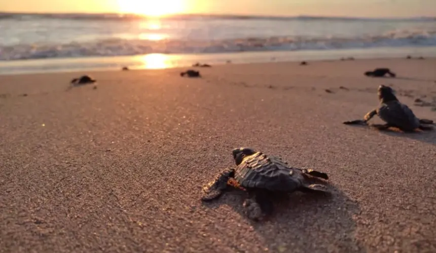 Playa Ceuta es uno de los refugios naturales más importantes del noroeste de México debido a la flora y fauna que conserva. Foto: Conanp