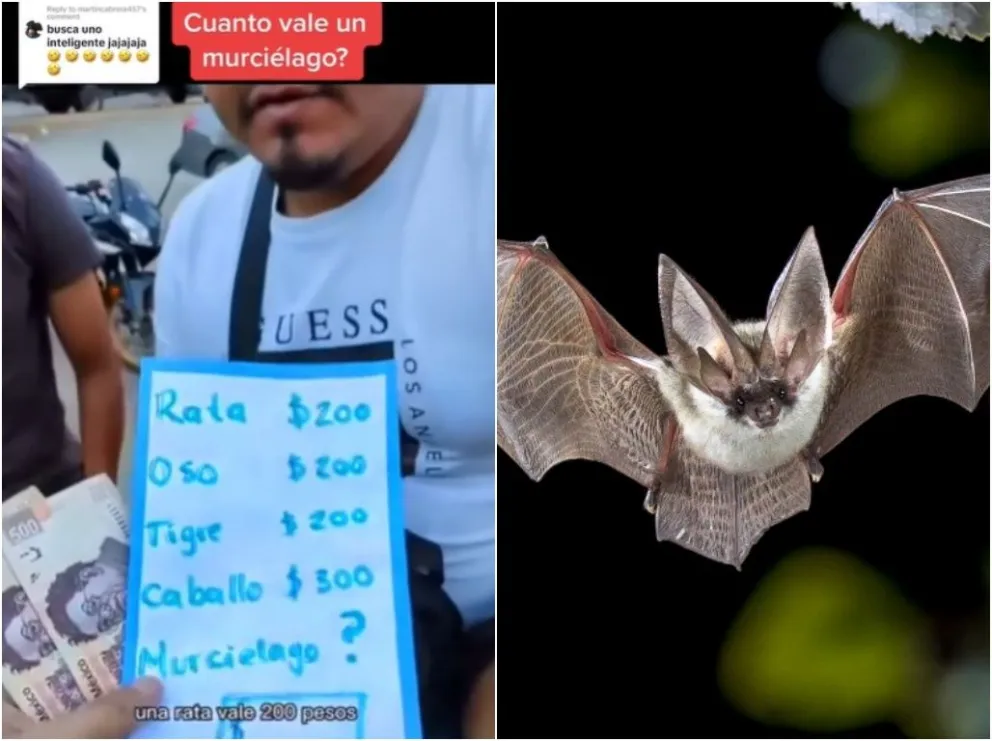 El nuevo acertijo que circula en TikTok sobre cuánto vale un murciélago ha causado confusión en más de uno. Fotos: TikTok / Pixabay