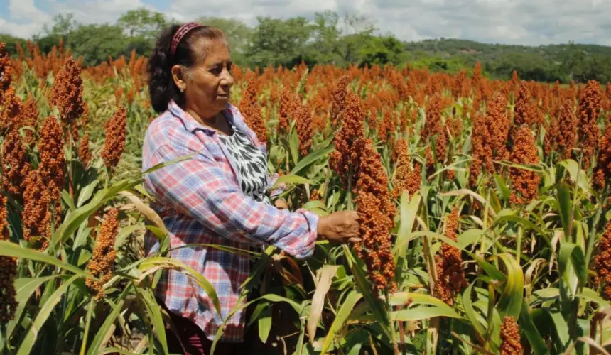 Pretenden mejorar la producción de sorgo en los campos de Puebla. Foto: Cortesía