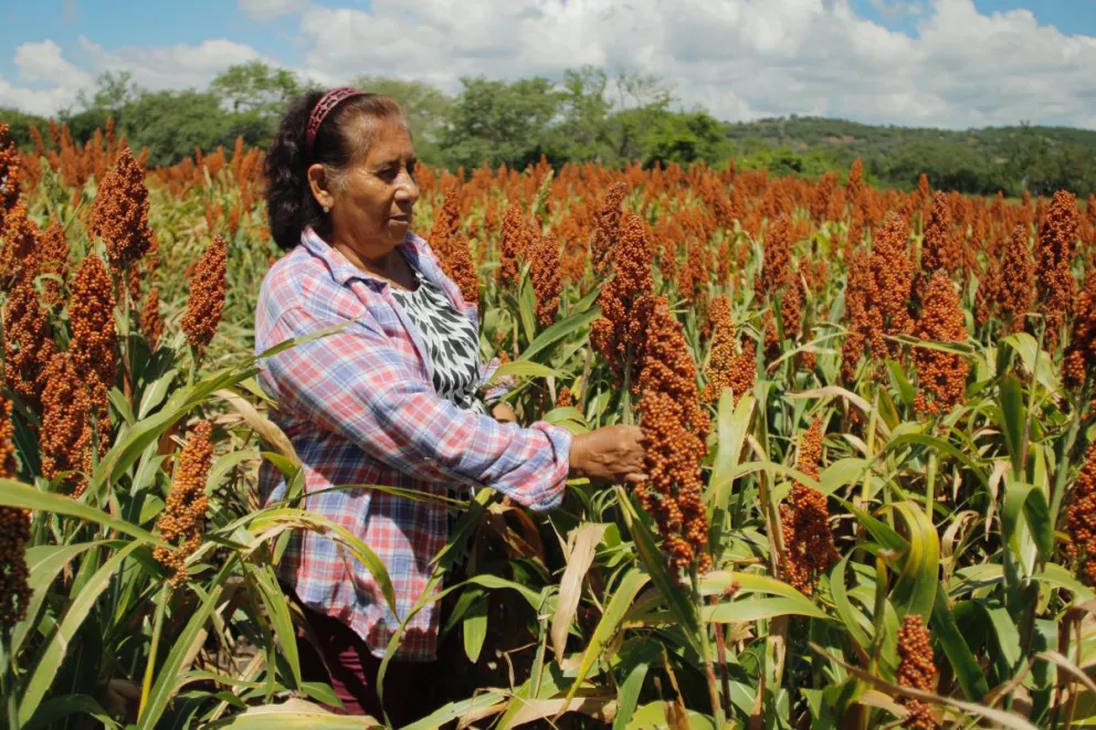 Pretenden mejorar la producción de sorgo en los campos de Puebla. Foto: Cortesía