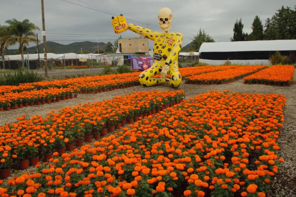 Inicia la promoción y la comercialización de la flor de cempasúchil en la zona de Atlixco, Puebla. Foto: Cortesía