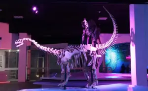 Desde dinosaurios hasta el espacio exterior: conoce el Museo de la Evolución 