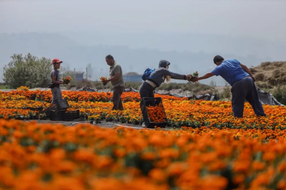 Conoce los viveros de San Gregorio, Xochimilco donde podrás conseguir la flor de cempasúchil