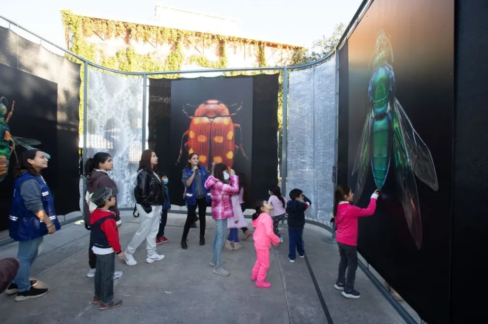 La exposición Insectus se mantendrá en la plazuela Obregón, hasta el próximo 20 de noviembre, y tiene el objetivo de introducir a las familias culiacanenses al maravilloso mundo de los insectos, que conozcan más de ellos y su importancia en el equilibrio