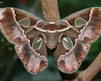 Mariposas Cuatro Espejos: Especie protegida en Cócorit, Sonora por su valor cultural e importancia ecológica